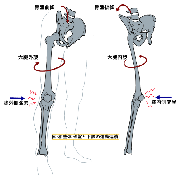 骨盤と下肢の運動連帯3