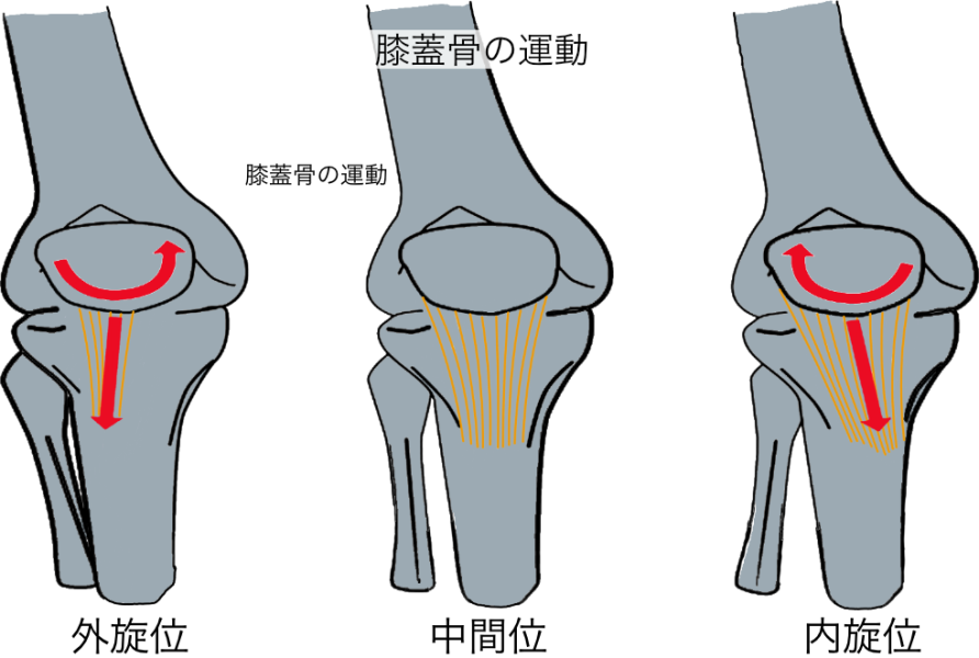 膝蓋骨の運動1