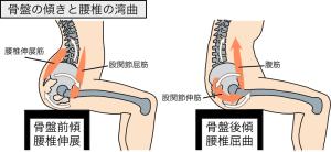 骨盤の傾きと腰椎の弯曲